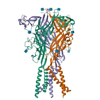 Anticorpo Policlonale Anti-P2RX3 per WB, ELISA - P56373
