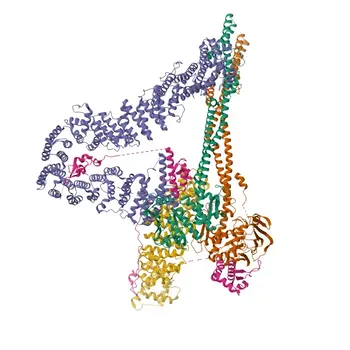 SMC4 Rabbit pAb for WB, ELISA - Q9NTJ3