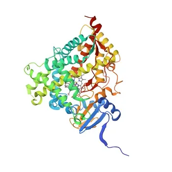 Anticorpo policlonale coniglio Anti-CYP17A1 per WB, ELISA - P05093