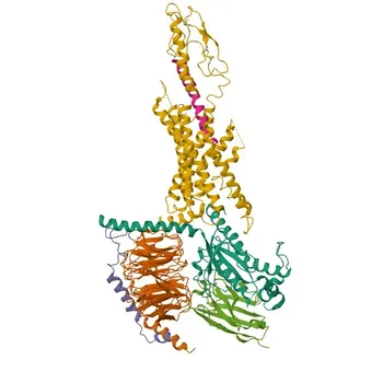Anticorpo Policlonale Anti-Glucagon Receptor (GCGR) per WB, IF-P, ELISA - P47871