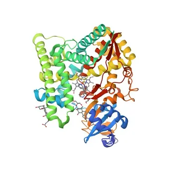 Anticorpo policlonale anti-CYP11B1 per IHC-P, IF/ICC, ELISA - P15538