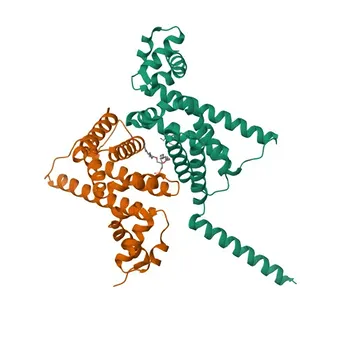COQ9 pAb di coniglio - O75208