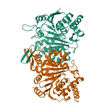 Anti-IDH3B Rabbit Polyclonal Antibody for WB, IF, ELISA - O43837