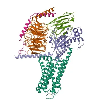 Anticorpo policlonale anti-GPR6 per WB, ELISA - P46095