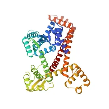 Anticorpo policlonale anti-POLR3C per WB, ELISA - Q9BUI4
