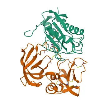 Anti-TIMP1 Rabbit Polyclonal Antibody for WB, IF/ICC, ELISA - P01033