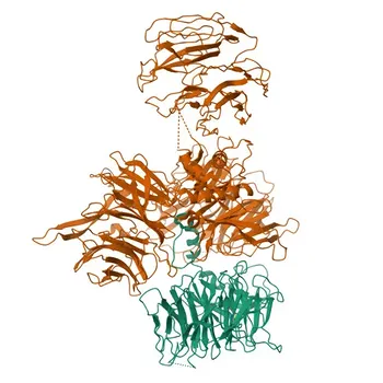 DTL Rabbit Polyclonal Antibody for WB and ELISA - Q9NZJ0