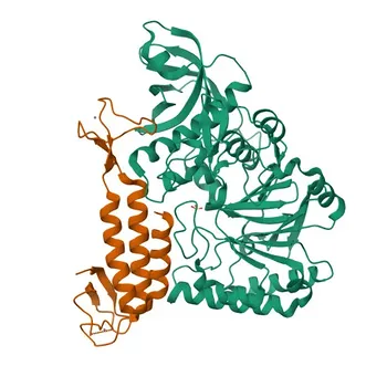 Anticorpo policlonale di coniglio anti-POLE2 per WB e ELISA - P56282