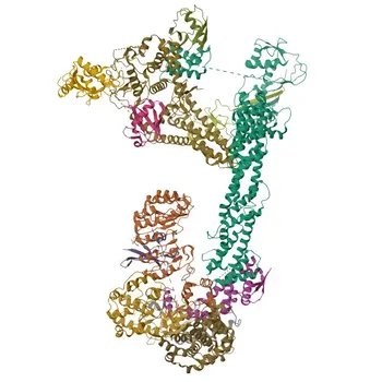 Anticorpo policlonale Anti-SKP2 per WB, IF/ICC, ELISA - Q13309