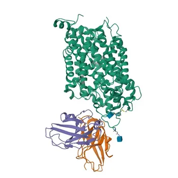 Anticorpo policlonale coniglio trasportatore della serotonina per WB, IHC-P, ELISA - P31645