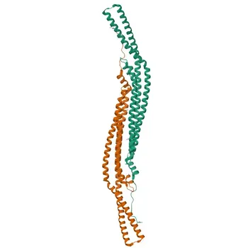 Anti-FCHO2 Polyclonal Antibody for WB and ELISA - Q0JRZ9