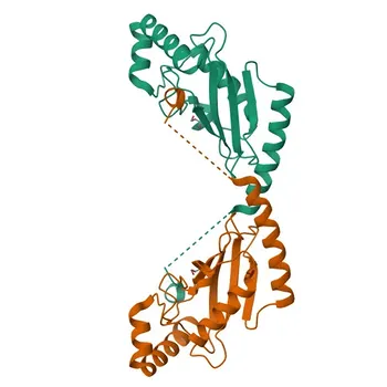 Anticorpo policlonale Anti-UBE2E1 per WB, ELISA - P51965