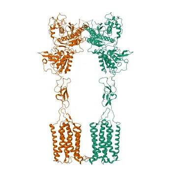 Anticorpo Policlonale Anti-GRM1 per WB, IF/ICC, ELISA - Q13255