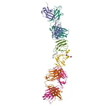 Anticorpo policlonale di coniglio anti-C6orf25 (G6b) per WB ed ELISA - O95866