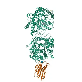 Anticorpo Policlonale Anti-FGF21 per WB, ELISA - Q9NSA1