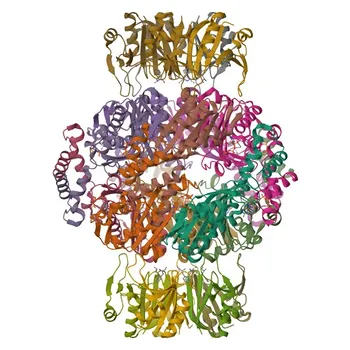 Anticorpo policlonale anti-GCH1 per WB, IF/ICC, ELISA - P30793