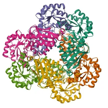 Anticorpo policlonale anti-QPRT per WB ed ELISA - Q15274