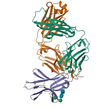 Anticorpo Policlonale Anti-BTLA (CD272) per WB, ELISA - Q7Z6A9