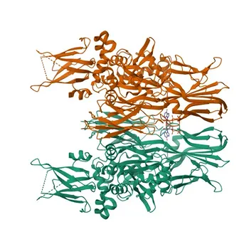 Anti-Transglutaminase 2 (TGM2) Rabbit Polyclonal Antibody for WB, IHC-P, IF/ICC, ELISA - P21980