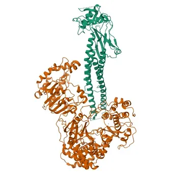 Фосфо-STAT2-Y690 поликлональные кроличьи антитела для Вестерн-блоттинга и ИФА - P52630