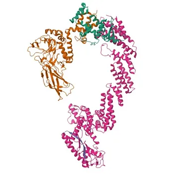 Anticorpo policlonale anti-FBXO3 per WB, ELISA - Q9UK99