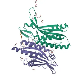 Anticorpo policlonale coniglio anti-ATG13 per WB, IF/ICC, ELISA - O75143