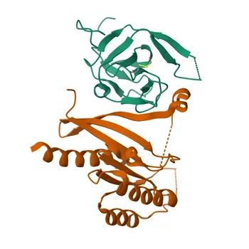 RABIF ウサギ pAb（WB、IF/ICC、ELISA用） - P47224