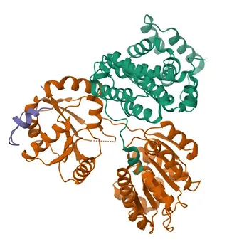 EIF4ENIF1 Rabbit Polyclonal Antibody for WB, IF/ICC, ELISA - Q9NRA8