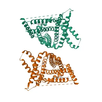 Anticorpo policlonale anti-SLC44A1 per WB, ELISA - Q8WWI5