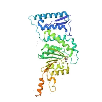 Anticorpo Policlonale Anti-Dot1L/KMT4 per WB, ELISA - Q8TEK3