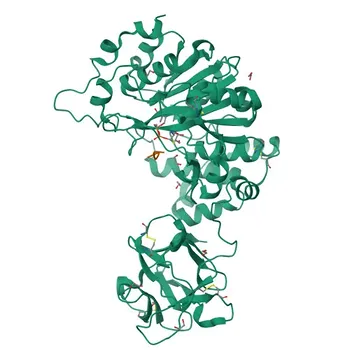 Anticorpo policlonale anti-CYR61 per WB, IF/ICC, ELISA - O00622