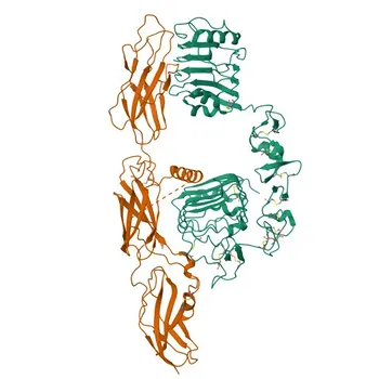 INSRR Rabbit Polyclonal Antibody for WB, ELISA - P14616