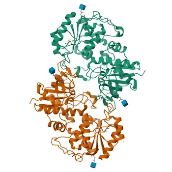 Anti-POFUT2 Rabbit Polyclonal Antibody for WB, IF/ICC, ELISA - Q9Y2G5