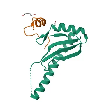 Anticorpo policlonale di coniglio anti-U2AF1 per WB, IHC-P, IP, ELISA - Q01081