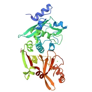Anticorpo policlonale Anti-CAPN3 per WB, IF/ICC, ELISA - P20807