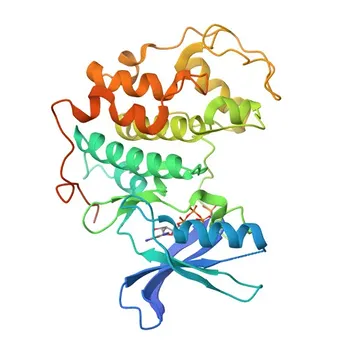 KO Validated CDK7 Rabbit Polyclonal Antibody for WB, IF/ICC, ELISA - P50613