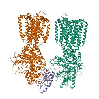 Anti-PTCH1 Polyclonal Antibody for WB, IF-P, ELISA - Q13635