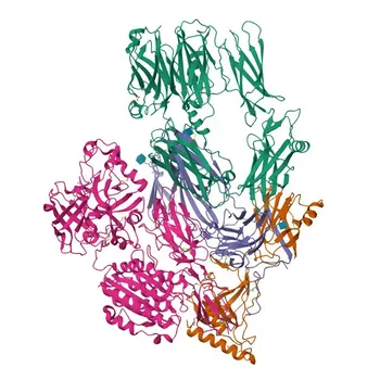 Anticorpo policlonale di coniglio anti-Complemento C2 per WB ed ELISA - P06681