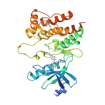 pAb de coelho para Phospho-LCK-Y394 - P06239
