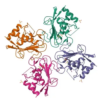 Anticorpo policlonale di coniglio anti-MMP7 per WB, IHC-P, IF/ICC, ELISA - P09237