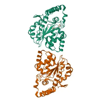 Anticorpo policlonale anti-SULT1A2 per WB, ELISA - P50226