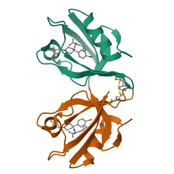 Anticorpo Policlonale Anti-PICK1 di Coniglio per IHC-P, ELISA - Q9NRD5