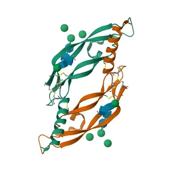 Anti-VEGF-D Rabbit Polyclonal Antibody for WB and ELISA - O43915