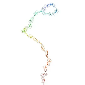 Anti-Complement factor H Rabbit pAb for WB - P08603