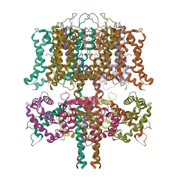 Anticorpo policlonale coniglio anti-KCNE1 per WB, ELISA - P15382