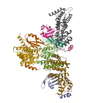 Anti-UPF3A Polyclonal Antibody for WB, IF/ICC, ELISA - Q9H1J1