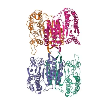 Anticorpo policlonale coniglio Anti-IDH3A per WB, IHC-P, IF/ICC, ELISA - P50213