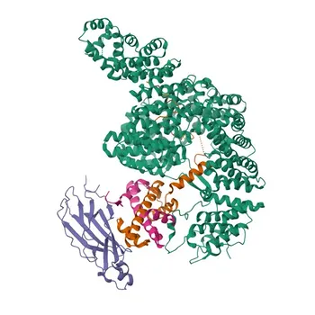 Anticorpo Policlonale Anti-IPO4 di Coniglio per WB, IF/ICC, ELISA - Q8TEX9