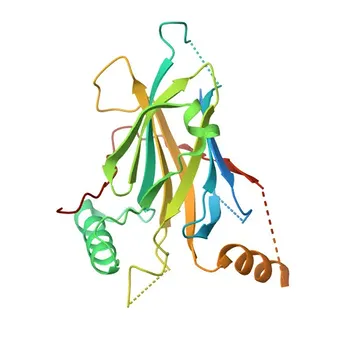Anticorpo policlonale Anti-GRHL2 per WB e ELISA - Q6ISB3