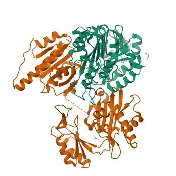 Anti-SUCLG1 Rabbit Polyclonal Antibody for WB, IF/ICC, ELISA - P53597
